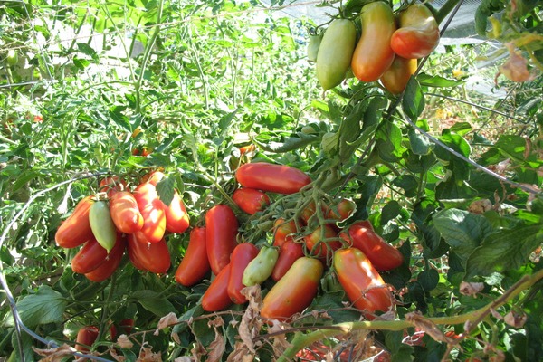 Tomato Rocket: description