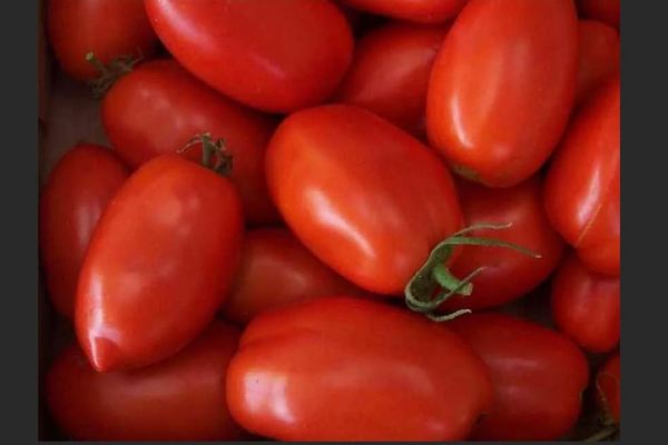 Tomato Rocket: description
