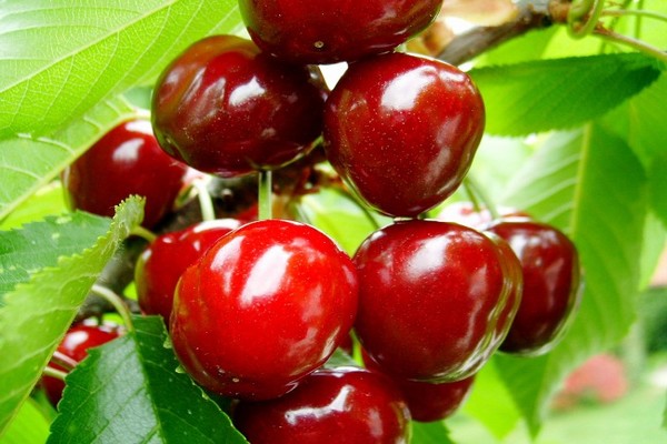 varieties of cherries
