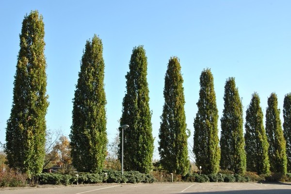 Thuja Fastigiata: description, informations de base