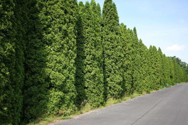 Thuja Fastigiata description de l'apparence de la variété