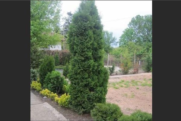 Thuja Fastigiata: photo, recommandations pour choisir un lieu d'atterrissage