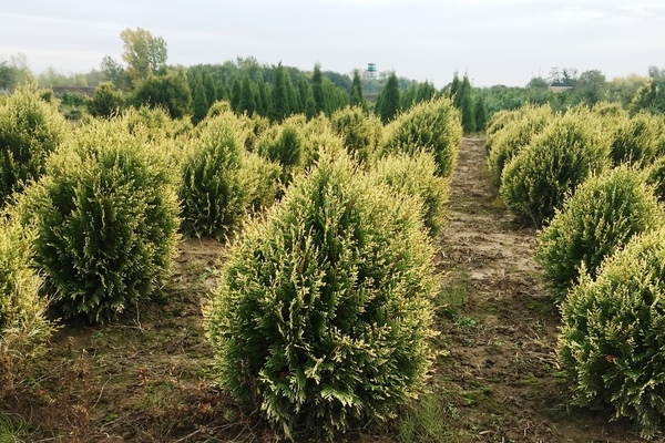 Tuya Kornik: description, informations générales sur la variété