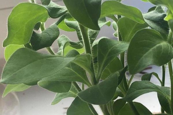 Petúnia tem folhas pegajosas o que fazer