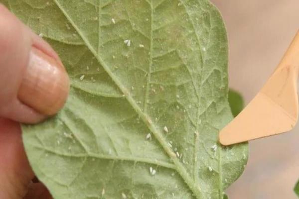 Petúnia tem folhas pegajosas o que fazer