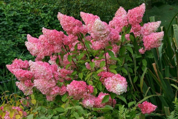 plantation d'hortensias + dans l'Oural