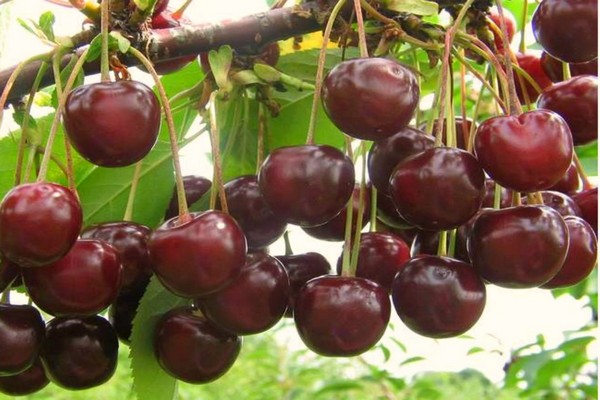 varieties of cherries