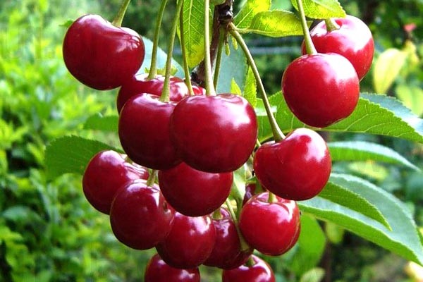 cherry varieties