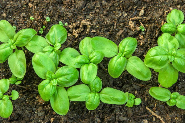 Cultivo de manjericão