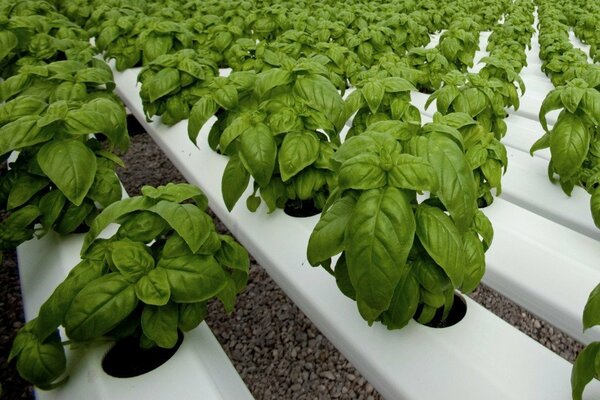 cultivo de manjericão ao ar livre