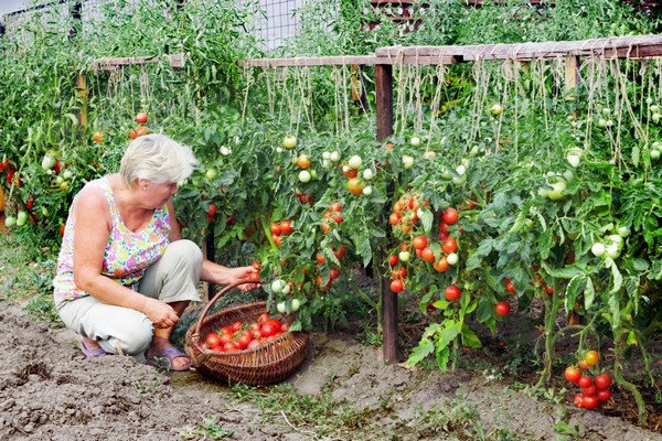 tomato apple of russia