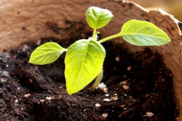 apple tree of russia reviews