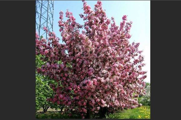 Apple tree Rudolph photo