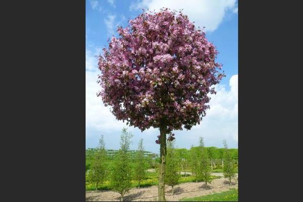 Apple tree Rudolph: description
