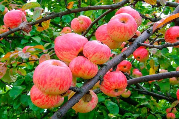 Apfel-Zimt gestreift