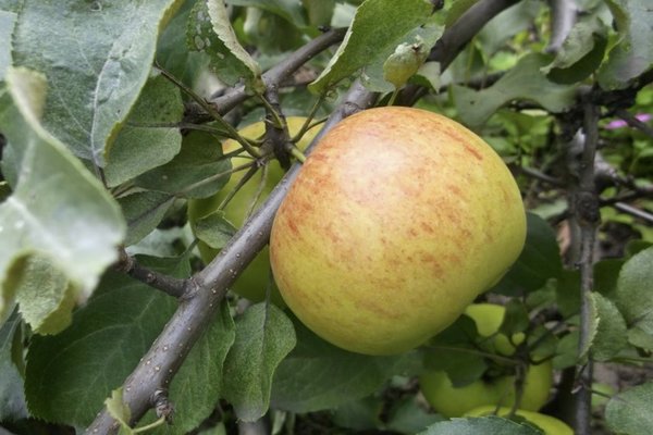 Zimt gestreifter Apfelbaum Beschreibung