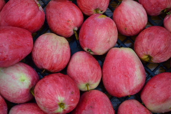 Zimt gestreifter Apfelbaum Foto