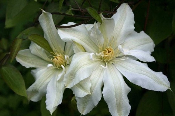 Variété Zhanna Dark