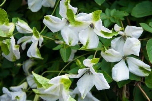 variété alba