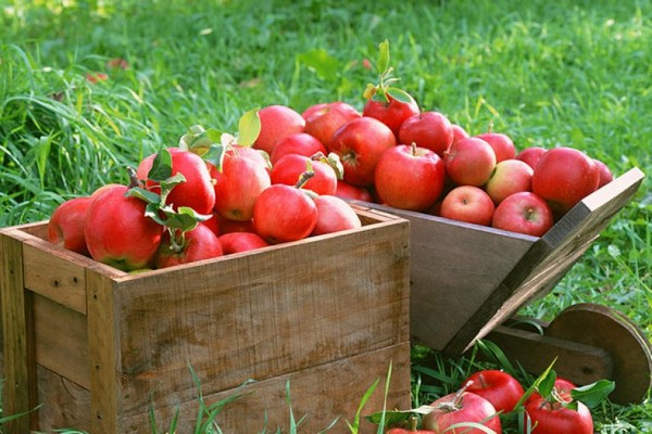 apple tree antaeus description photo