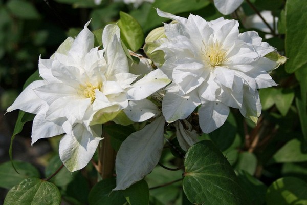 Variété reine de l'Arctique