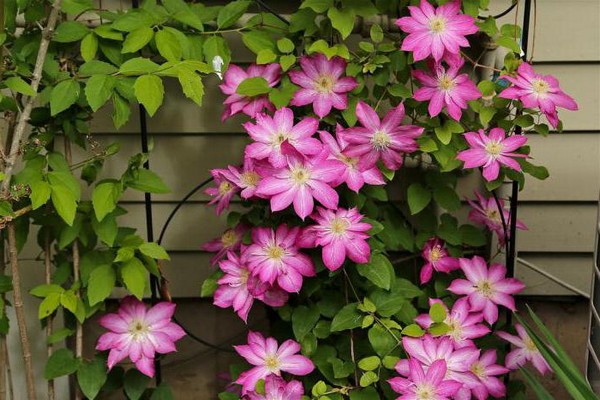 clematis asao photo + and description
