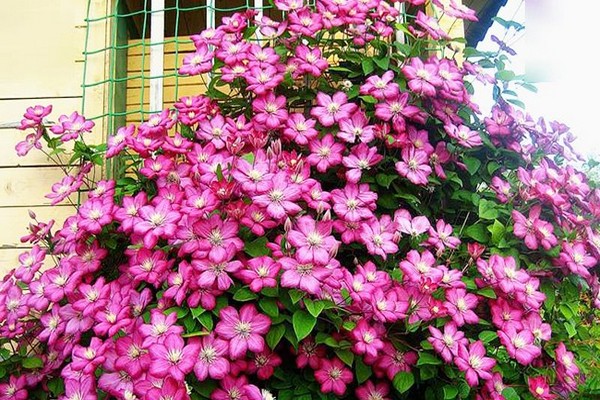 clematis asao description