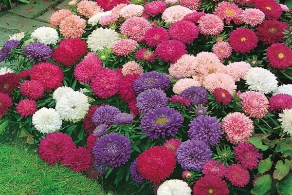 atterrissage d'aster alpin