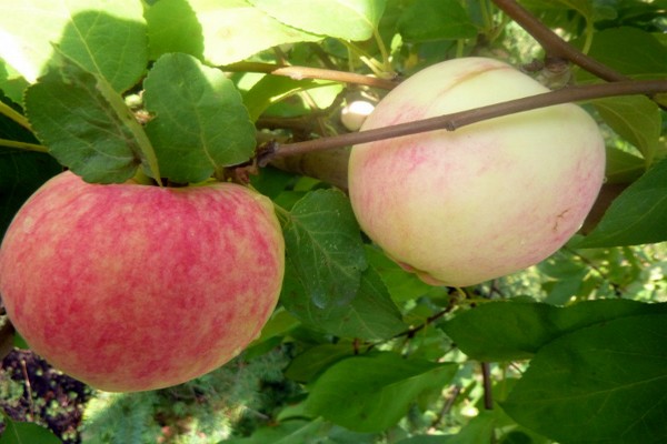 pommier bellefleur chinois