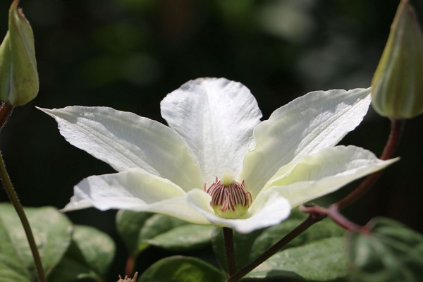 Variété Bella