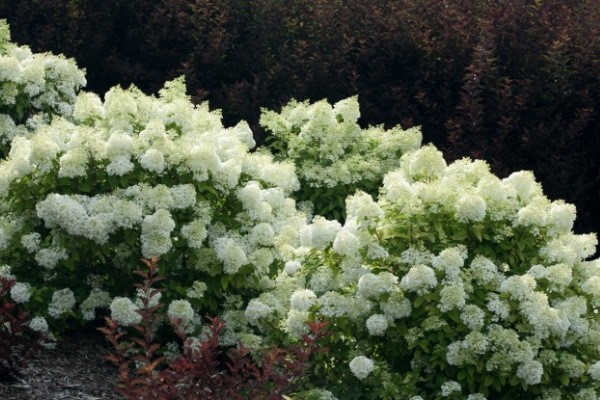 hortensia bobo description