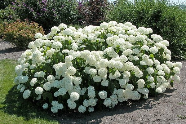hortensia bobo description