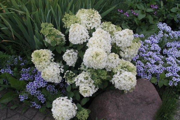 hortensia panicule bobo