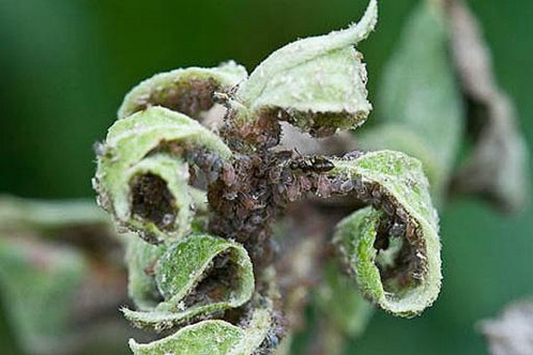 spots + on the leaves of the apple tree