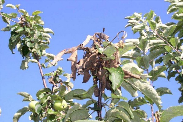 brown spots + on the apple tree
