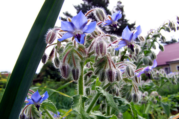 Foto Borago