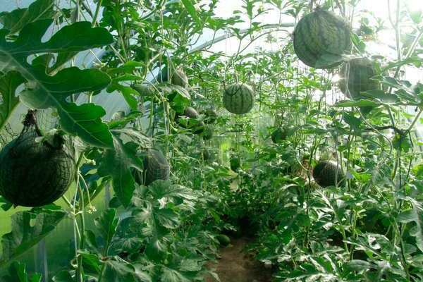 how to feed watermelons