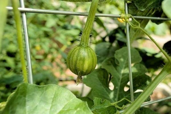 how to feed watermelons