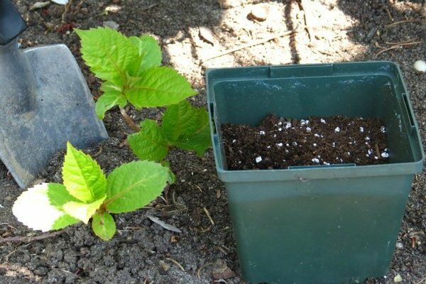 comment nourrir l'hortensia