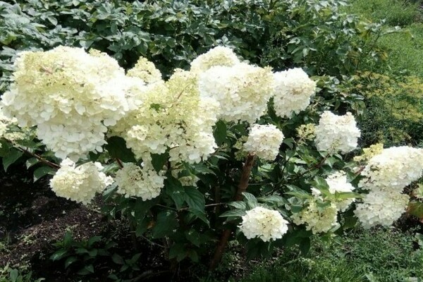 comment nourrir l'hortensia