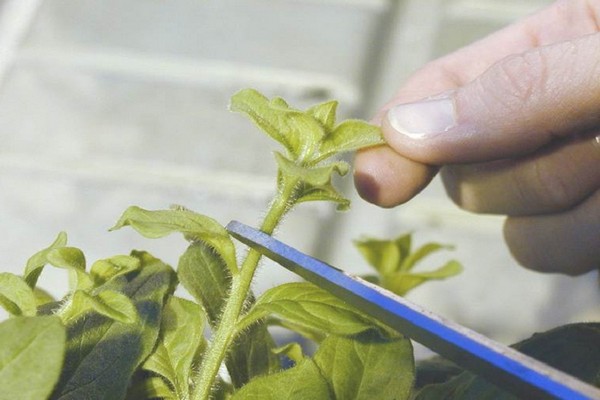reproduction of petunias by cuttings + at home
