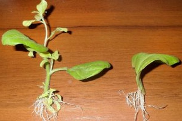 reproduction of petunias by cuttings + at home