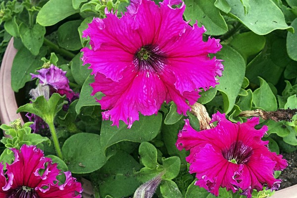 cuttings for petunia