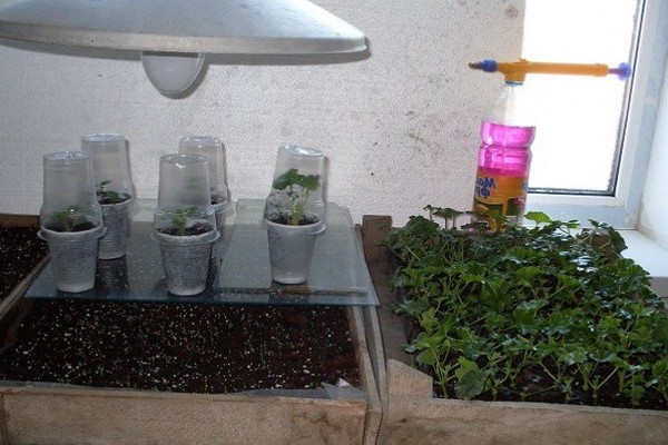 cuttings for petunia