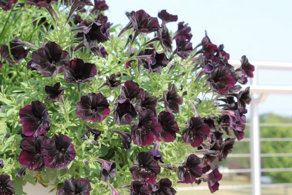 black petunia photo