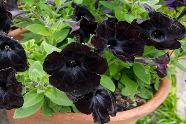 black petunia photo
