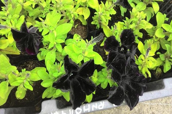 black petunia photo