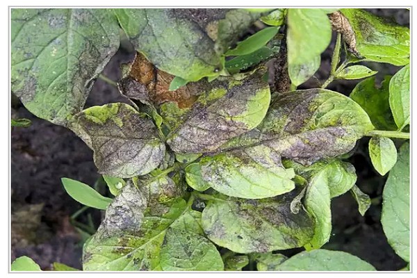 why + hydrangea leaves dry