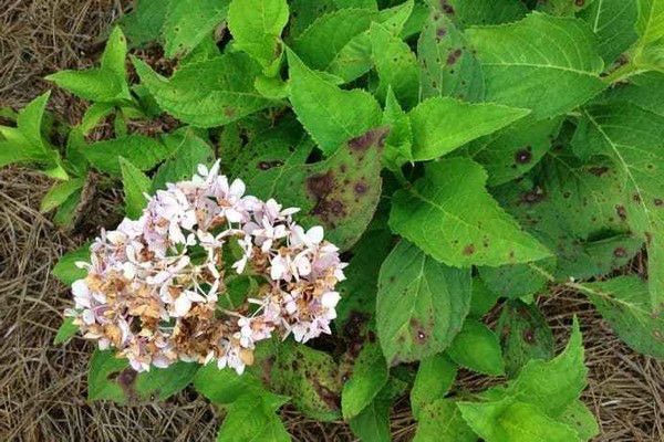 leaves turn black + hydrangea