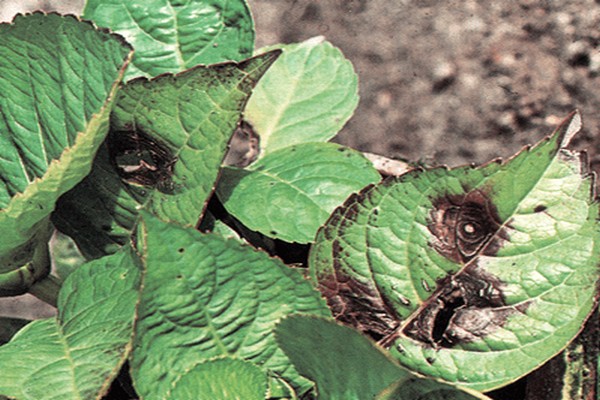 hydrangea leaves fall